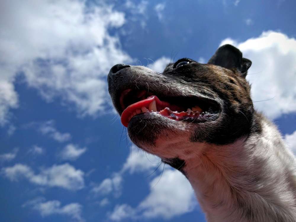 Why Do Dogs Pant? when to take dog to vet for panting