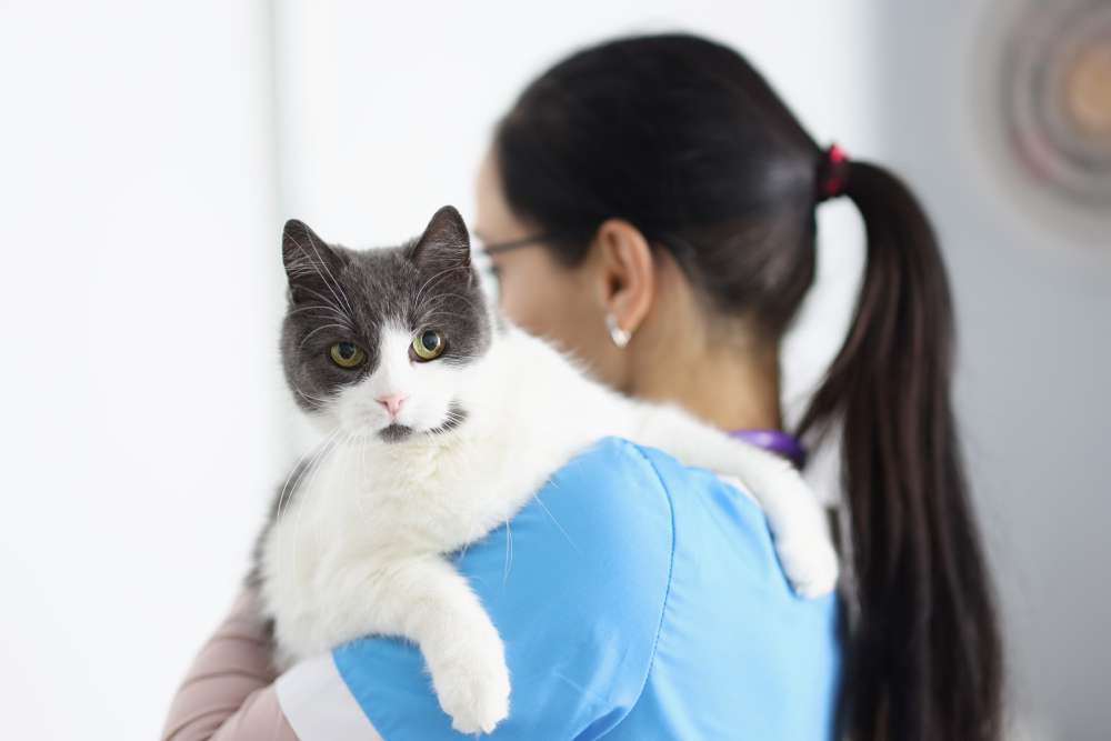 What are Symptoms of Cat Urinary Tract Infections?