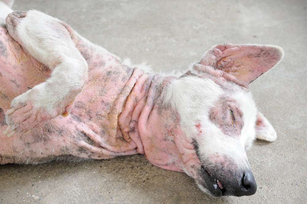 Can Dogs Get Allergies?