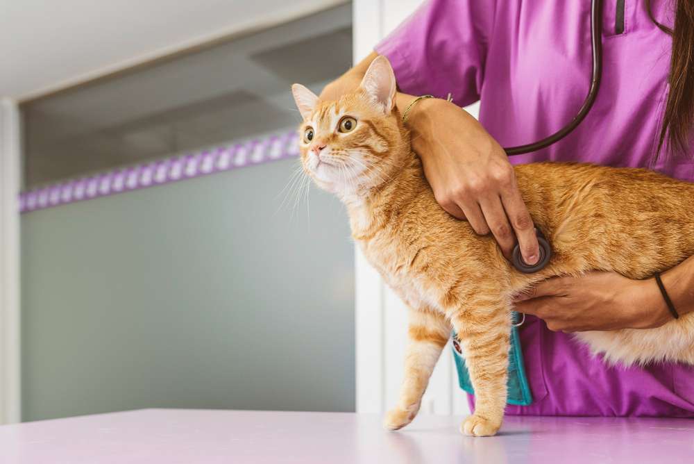 CAT UTI Symptoms, Causes and Treatment