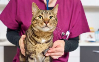 Early Cat Diabetes Symptoms and Treatments