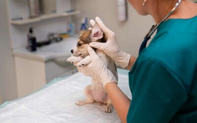 Dog Ear Infection Symptoms, Causes and Treatment Options