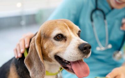 How to Recognize Dog Dehydration Symptoms