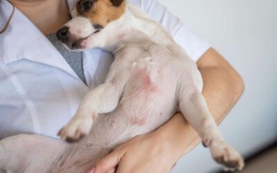 Understanding Dog Allergies: Symptoms and Causes