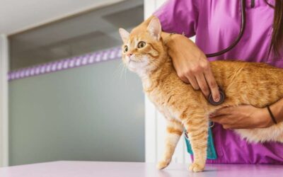 CAT UTI Symptoms, Causes and Treatment