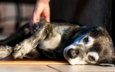 Seizures in Dogs: Symptoms and Guides to Treatment