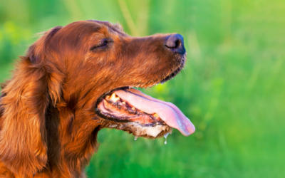 Excessive Panting in Dogs: What You Need to Know