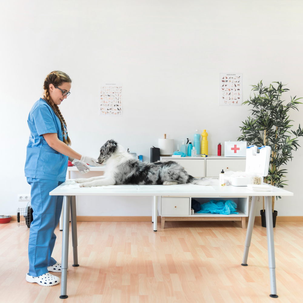 South Miami Vet — Compassionate Wellness, Urgent & Evening Pet Care
