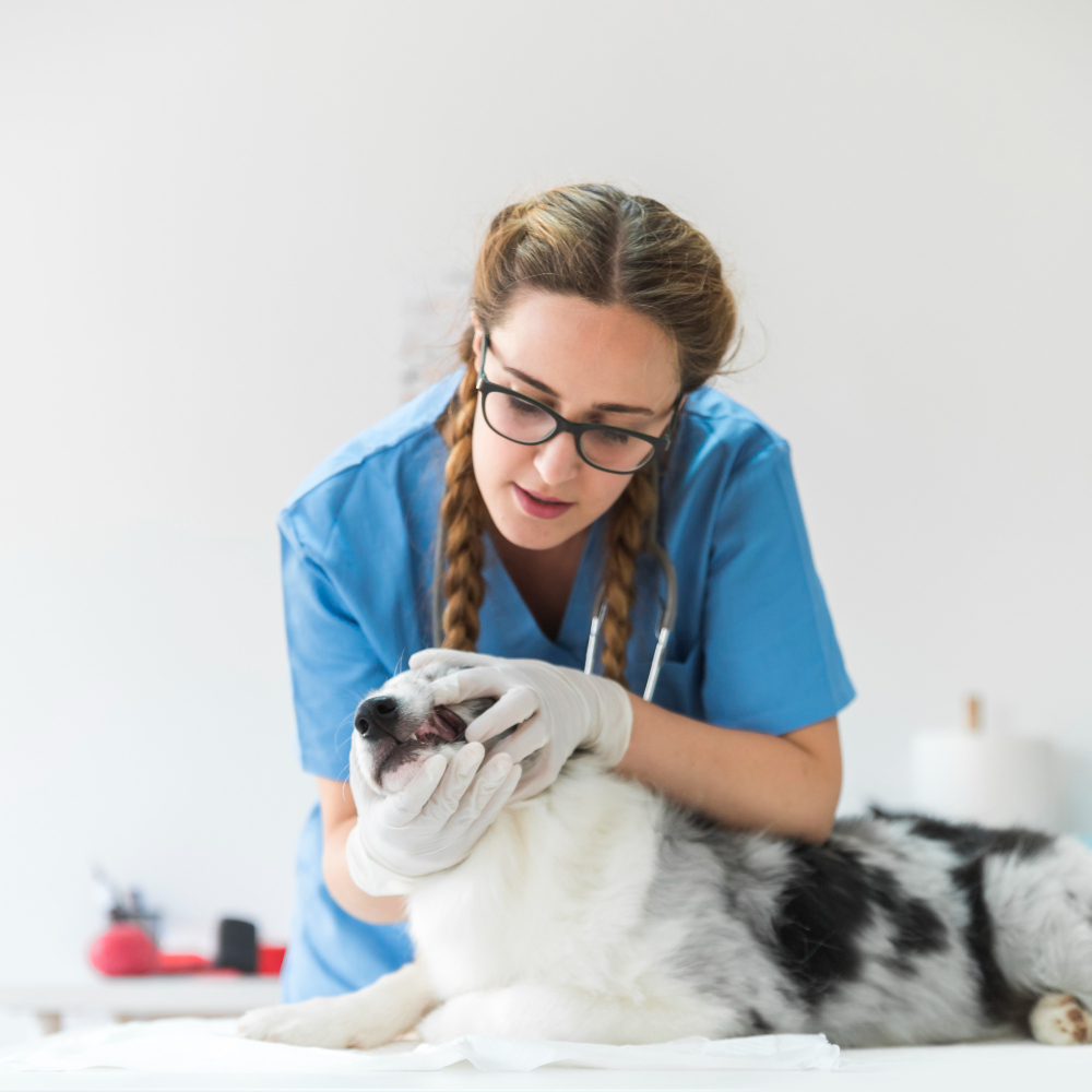 Services at Our South Miami Pet Hospital